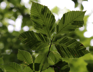 Beech Leaf Disease