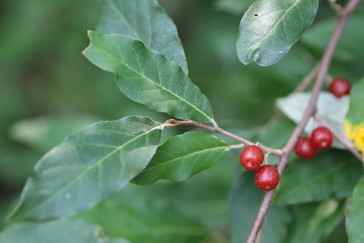 Autumn Olive